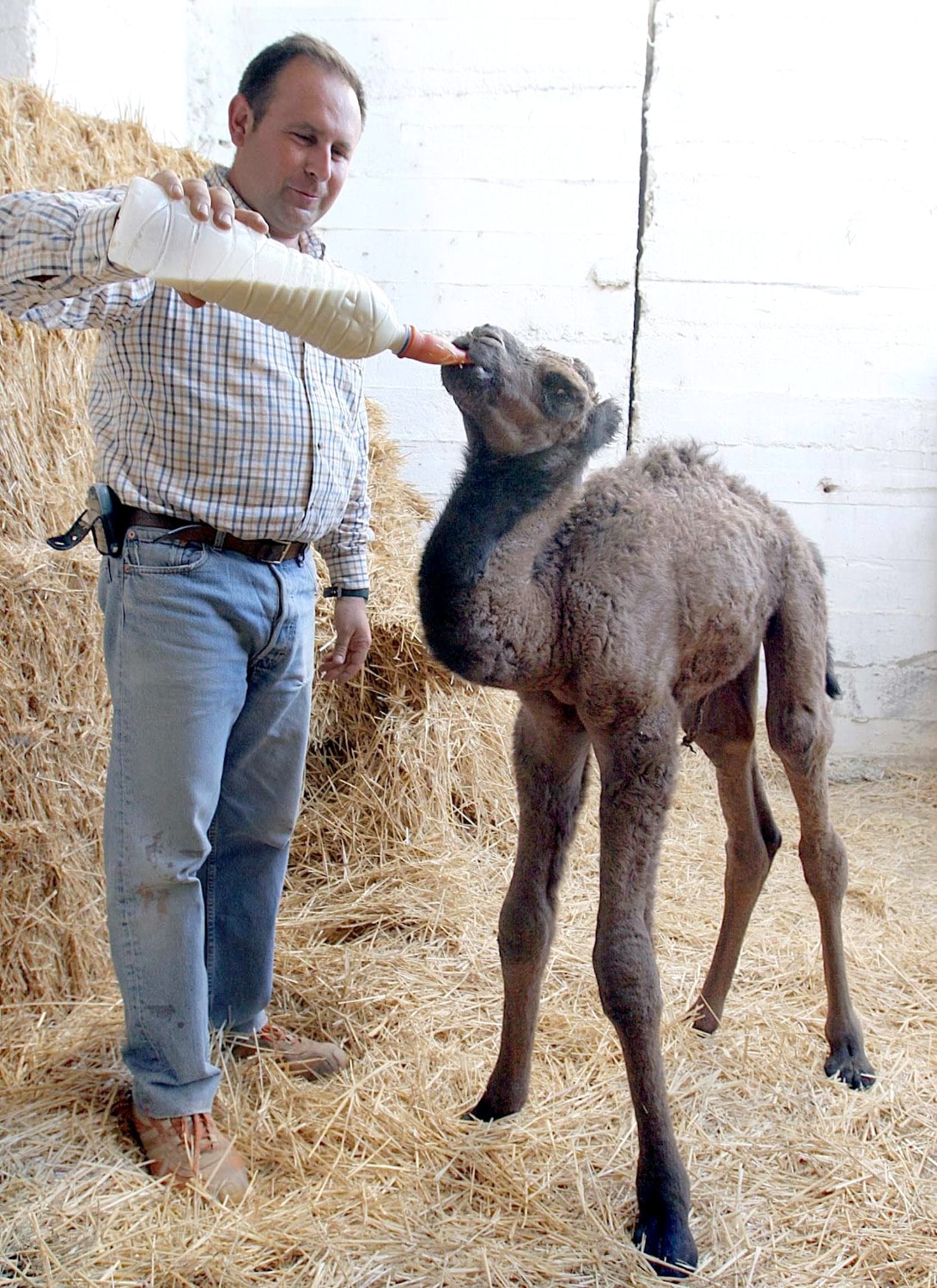 José Manuel Ayuda dando biberón a camello