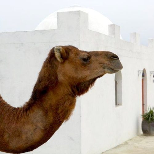 camella al lado de la porrompompera